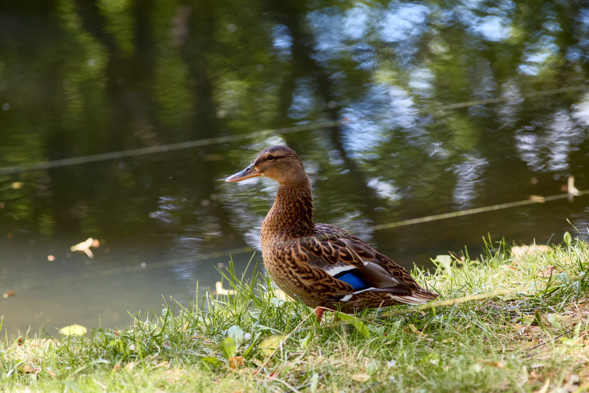 A female mallard standing in the grass  next to a pond turned to the side head held high.