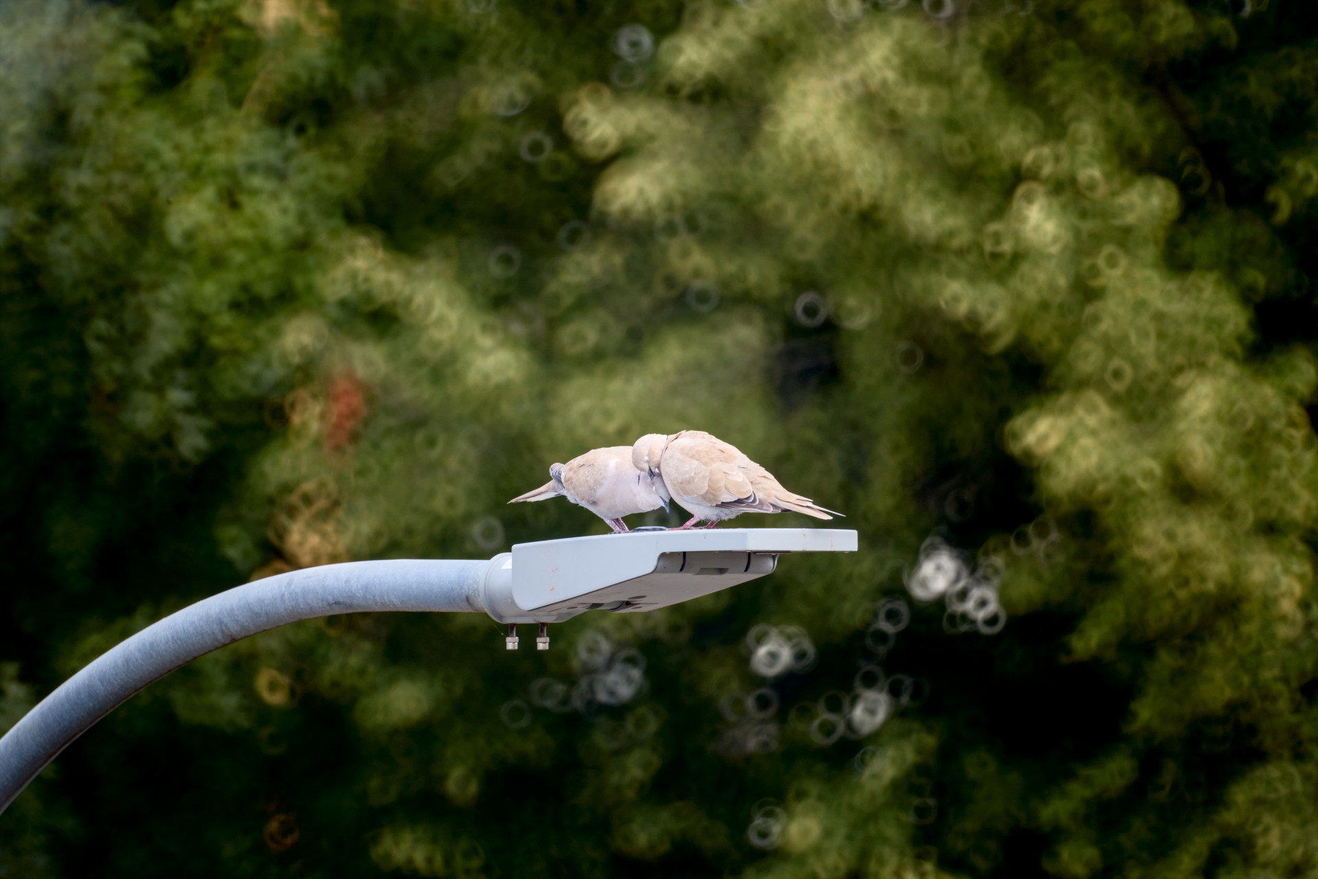 Two collared doves on a lamp post preening each other.