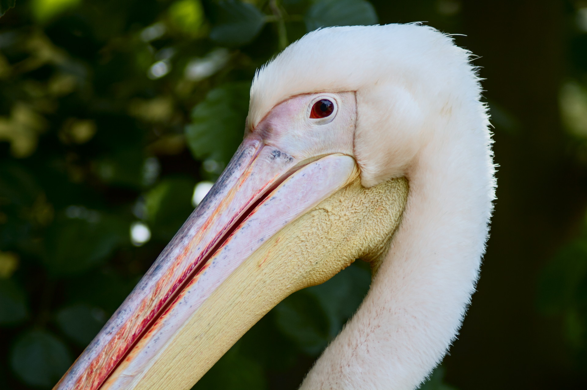 A close up of a pelican's head.