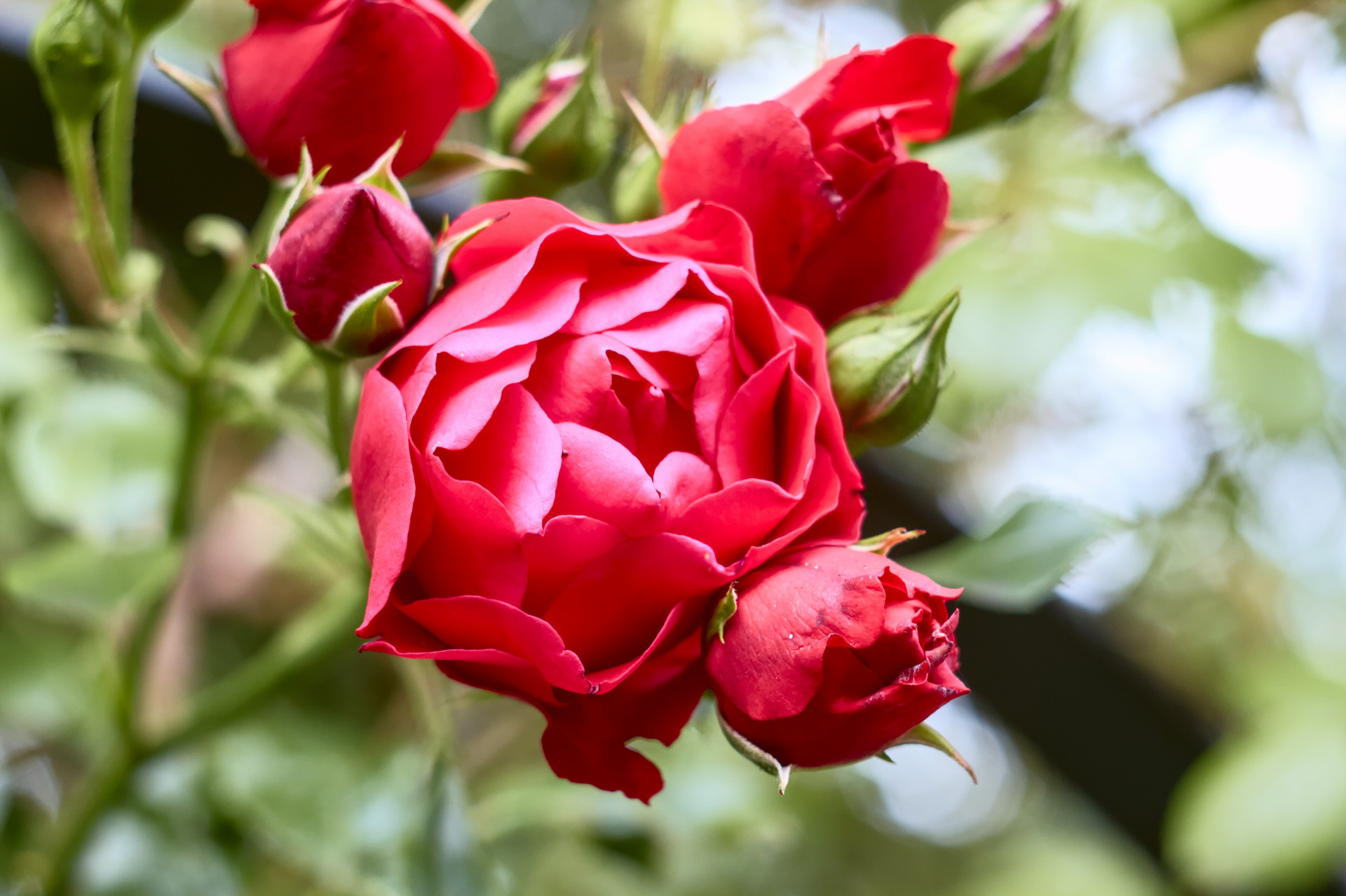 A close up of a red rose almost fully closed up with the ends of the petals highlighted by the sun such that they look more pink. It is surrounded by a few other smaller roses that are fully closed.