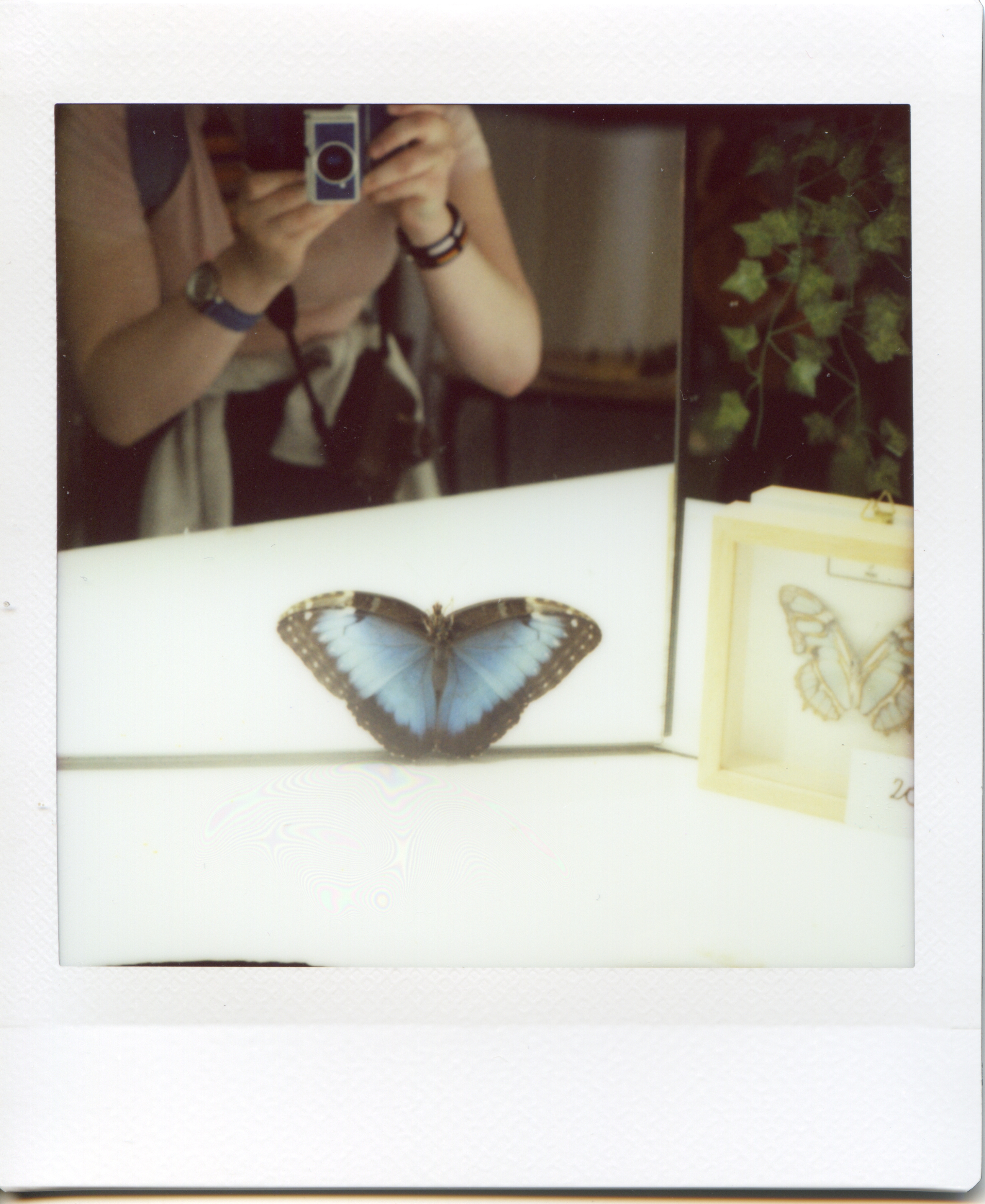 An instant photo of a blue butterfly sitting on a mirror.